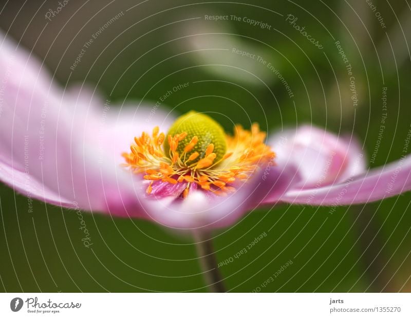 autumn anemone III Plant Autumn Beautiful weather Flower Blossom Garden Blossoming Athletic Elegant Natural Nature Colour photo Multicoloured Exterior shot