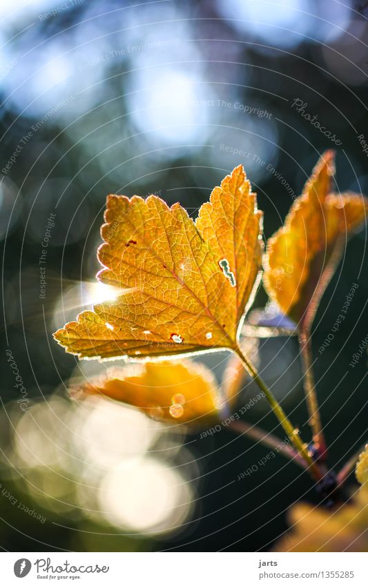 gold leaf Plant Autumn Beautiful weather Tree Leaf Forest Illuminate Fresh Bright Natural Nature Colour photo Exterior shot Close-up Deserted Copy Space top