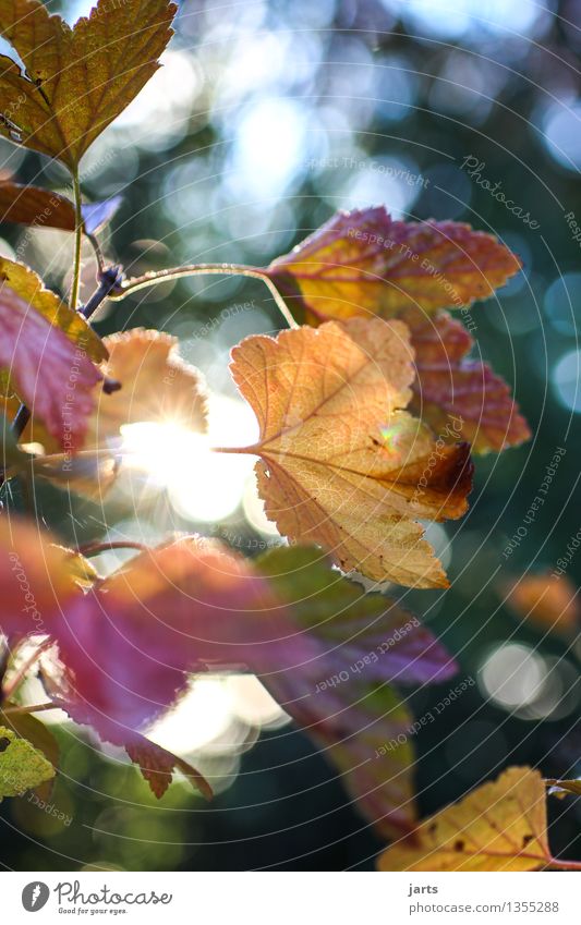 autumn colours Nature Plant Autumn Beautiful weather Tree Leaf Forest Fresh Glittering Bright Natural Colour photo Exterior shot Deserted Copy Space top