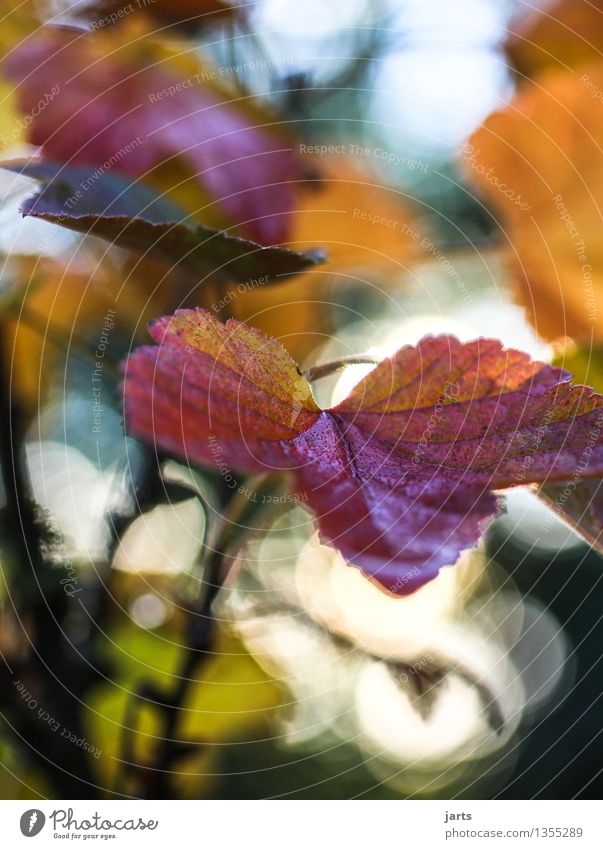 leaf Plant Autumn Beautiful weather Tree Leaf Forest Elegant Fresh Wet Natural Nature Seasons Colour photo Multicoloured Exterior shot Close-up Deserted