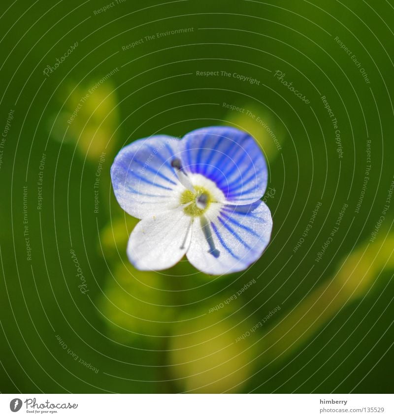 hopeless lost Flower Blossom White Violet Blossom leave Botany Summer Spring Fresh Growth Plant Red Background picture Transience Beautiful Grief Hope Goodbye