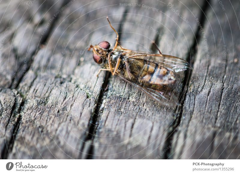 The slow death of the Lord Insect Animal Dead animal Fly Bee 1 Poverty Authentic Creepy Broken Cute Gold Gray Red Death Wood Chopping board Wing Eyes Legs