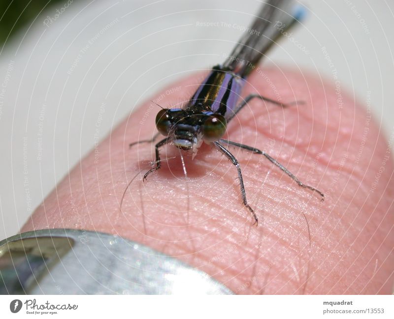 little_bubble Dragonfly Insect Fingers Compound eye Transport Macro (Extreme close-up)