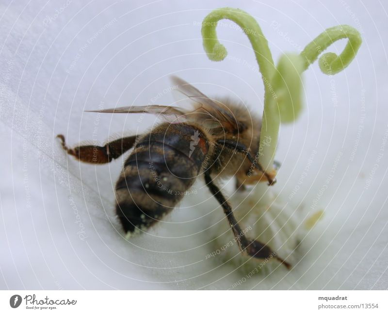 Bee_Blossom Pistil Insect Transport Pollen Macro (Extreme close-up)