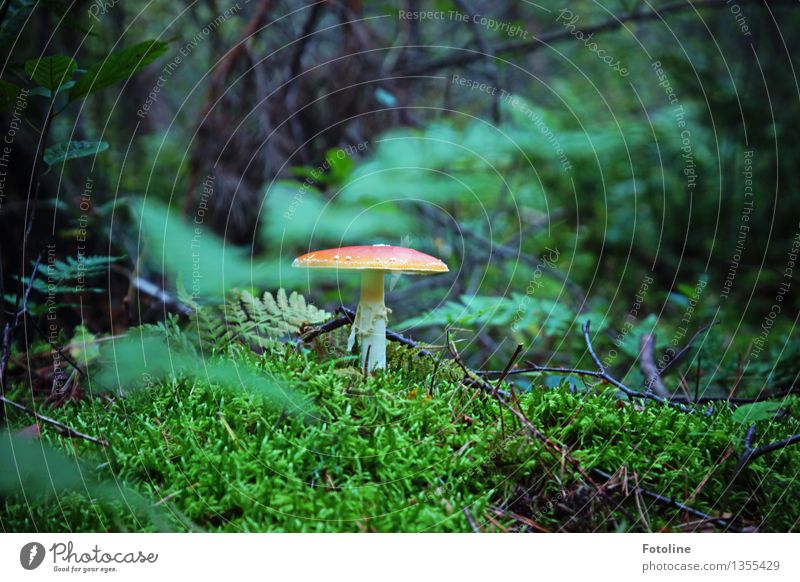 fly agaric Environment Nature Landscape Plant Autumn Beautiful weather Moss Fern Forest Natural Green Red Amanita mushroom Bushes Colour photo Multicoloured