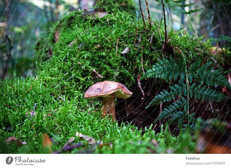 covert Environment Nature Autumn Beautiful weather Plant Moss Fern Forest Natural Brown Green Mushroom Mushroom cap Cep Colour photo Multicoloured Exterior shot