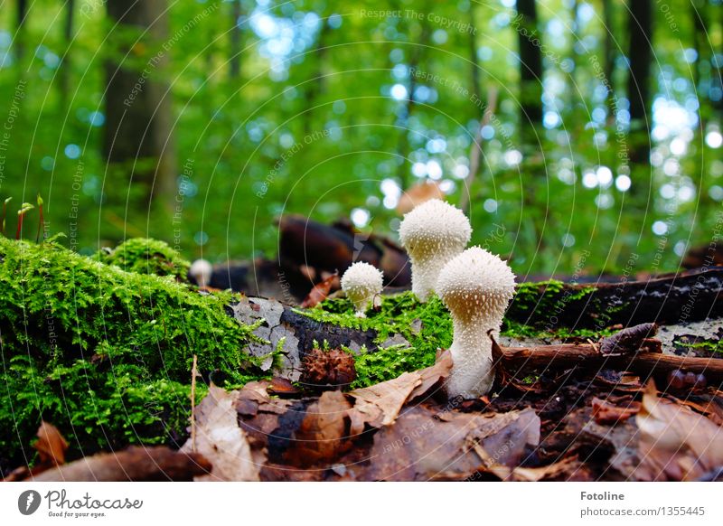 aliens Environment Nature Landscape Plant Autumn Beautiful weather Tree Moss Forest Bright Natural Warmth Green Mushroom Autumn leaves Leaf Colour photo