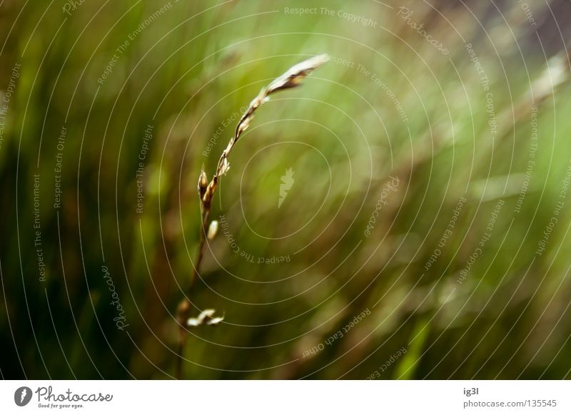 green. Grass Green Meadow Summer Spring Jump Fresh Macro (Extreme close-up) Progress Dark Blade of grass Dry Straw Ear of corn Stalk Sunlight Maturing time