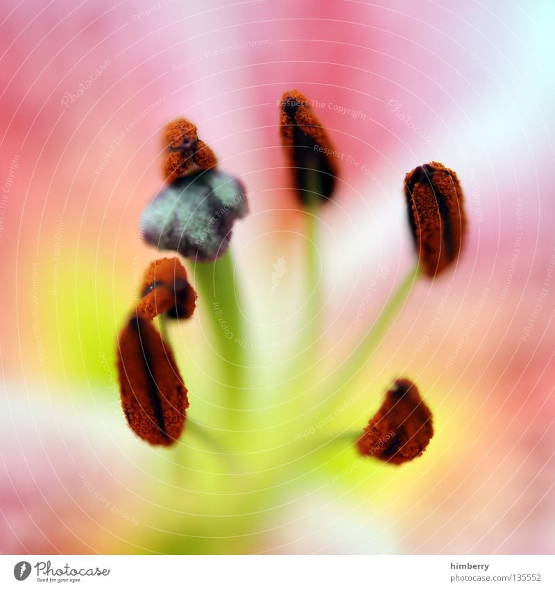 intimate areas Flower Blossom White Violet Blossom leave Botany Summer Spring Fresh Growth Plant Red Background picture Planning Transience Beautiful Grief Hope