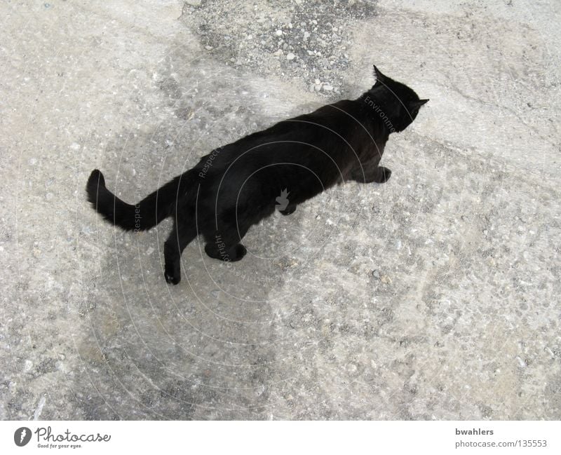 Cat from above Black Gray Tar Mammal Traffic infrastructure Walking Street Lanes & trails Stone