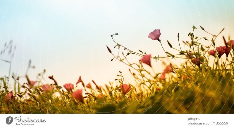 Canarian Spring Environment Nature Plant Sky Clouds Sunlight Climate Weather Beautiful weather Warmth Flower Grass Bushes Wild plant Field Fresh Blue Yellow