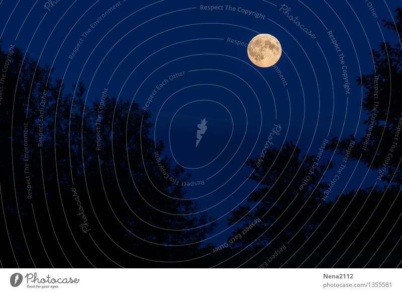 full moon Environment Nature Landscape Air Sky Cloudless sky Night sky Moon Full  moon Summer Climate Beautiful weather Tree Garden Park Forest Authentic Threat