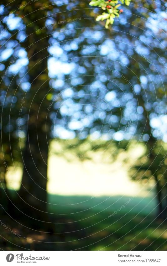 autumn disco Environment Nature Landscape Plant Tree Meadow Field Forest Emotions Green Blue Circle Tree trunk Leaf visually impaired Looking To go for a walk