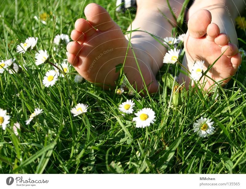 fallen down Grass Meadow Field Multicoloured Summer Flower Daisy Stalk Blade of grass Relaxation Rest Sleep Sunbathing Toes Sole of the foot Barefoot Wellness