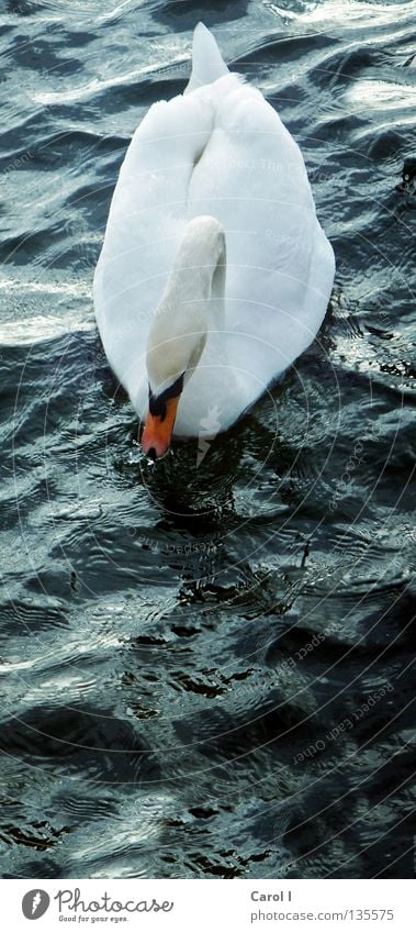 swim high Green Swan Waves Beak Dark Wind White Feather Bird Deep Railroad Lake Switzerland Zugersee Lake Gale Life Passion Storm warning Dangerous Animal