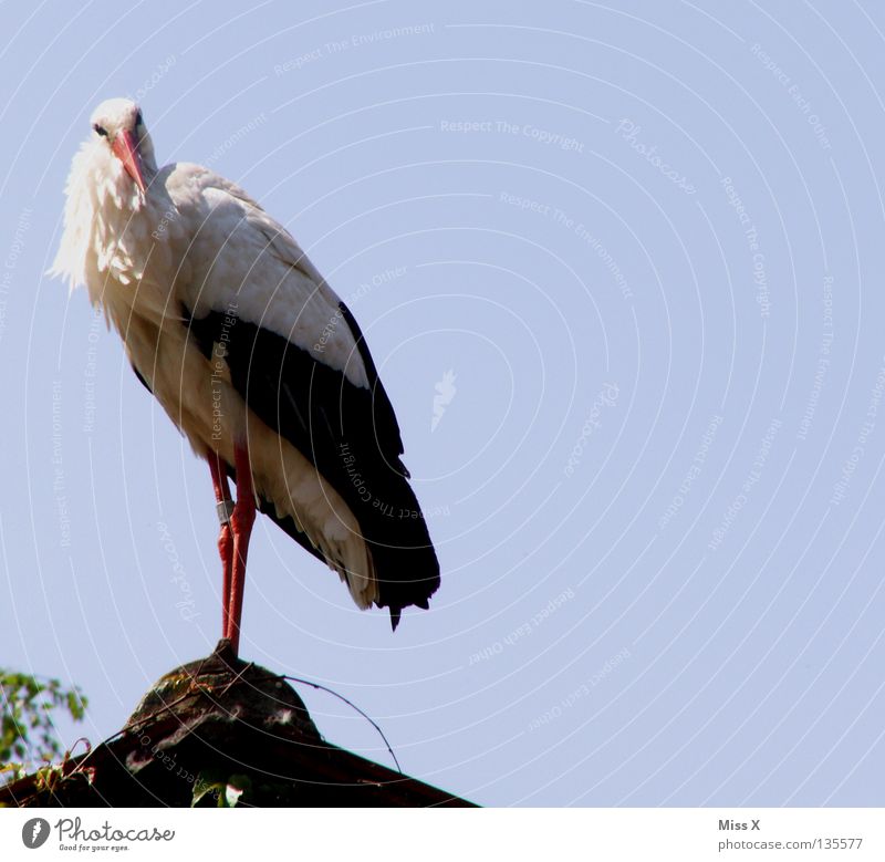 Don't look at me like that, I don't want any children yet... Colour photo Looking Trip House (Residential Structure) Legs Zoo Sky Roof Bird Observe Blue Black