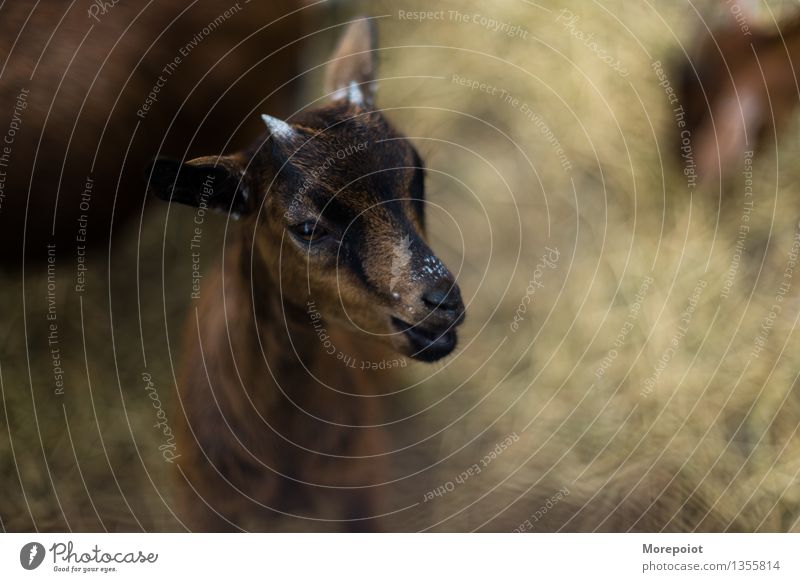 Goat cub goat goatcub Animal Animal portrait Nature natural light agricultural animal husbandry Colour photo Brown animals Animal face animal world Pet