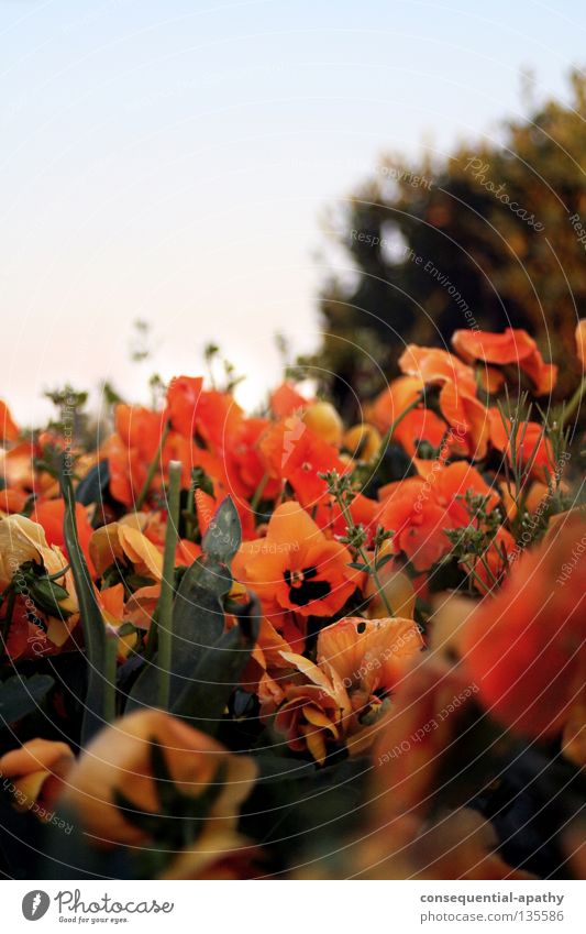 laga park... Flower Summer Park Blossoming Orange gruff