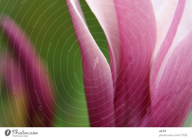 magnolia Magnolia plants Blossom Pink Green Tree Flower Macro (Extreme close-up)