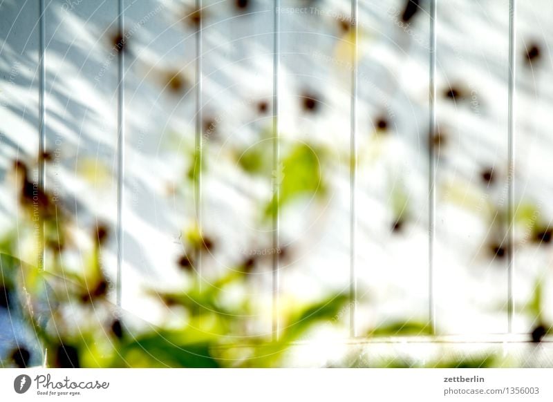 Flowers (blurred) Blossom Herbaceous plants Flowering plants Leaf Stalk Green Faded Autumn Summer Sun Light Garden Garden plot Garden allotments Barn