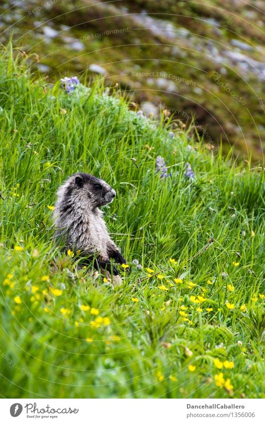 Dinner is ready... Summer Mountain Zoo Landscape Animal Spring Flower Grass Blossom Meadow Field Alps Pelt Wild animal Fat Friendliness Cute Green One animal