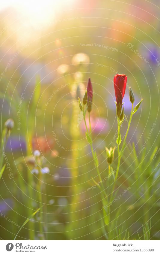 summer meadow Nature Summer Flower Garden Meadow Friendliness Glittering Natural Soft Blue Green Red Happy Happiness Contentment Caution Calm Idyll