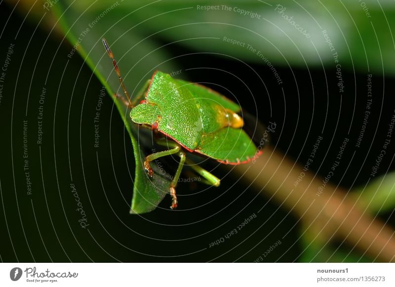 green stink bug Animal Plant Leaf Foliage plant Wild animal Bug 1 Sit Cold Curiosity Green Shield bug Compound eye Insect palomena prasina Colour photo