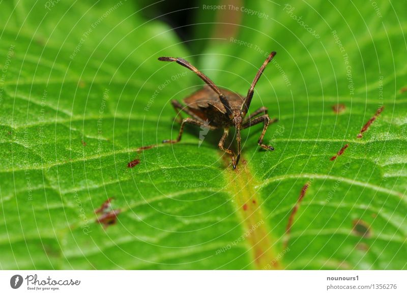 Coriomeris denticulatus leather bug Nature Animal Wild animal Bug 1 Sit Aggression Exceptional Threat Thin Brown Green coriomeris denticulatus Squash bug