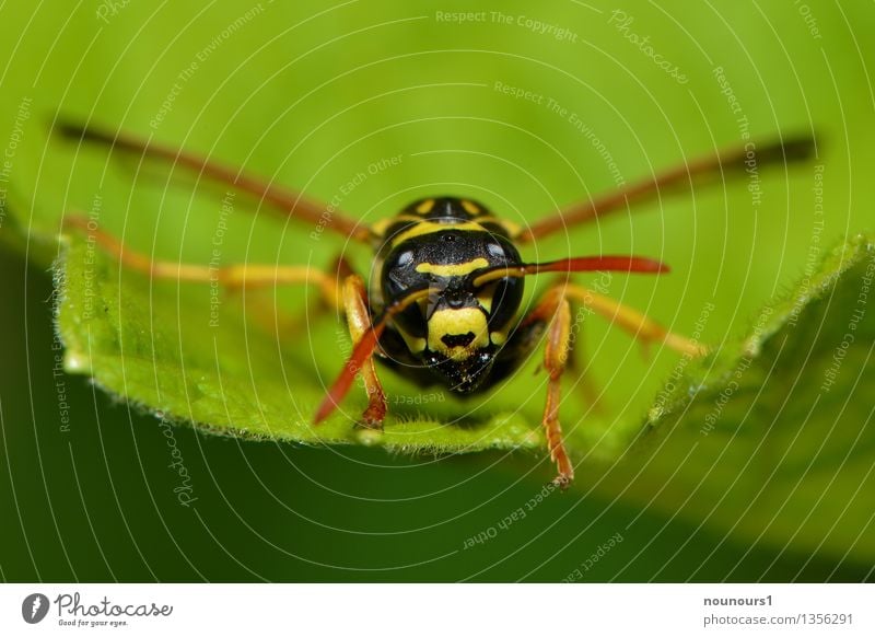 Polistes Biglumis Animal Plant Bushes Leaf Wild plant Wild animal Bee Animal face Wasps 1 Sit Aggression Threat Natural Yellow Green Black Compound eye