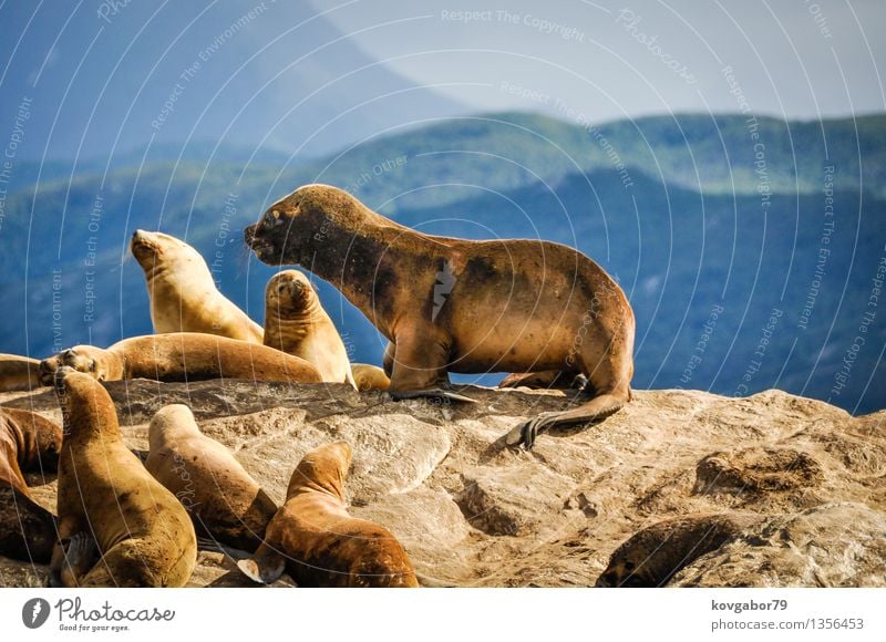 Cute sea on top of a rock, Beagle Channel, Argentina Ocean Mountain Nature Landscape Coast South America Ushuaia Beauty Photography fuego Scene tierra