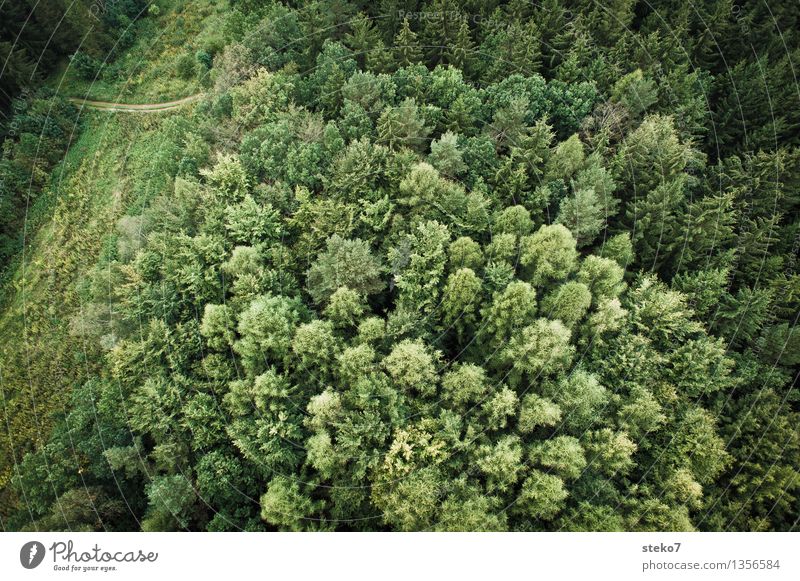 Top III Nature Spruce forest Meadow Forest Lanes & trails Flying Free Tall Green Coniferous forest Edge of the forest Balloon flight Subdued colour