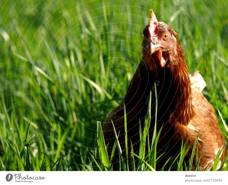 psycho chicken Food Nutrition Organic produce Happy Freedom Environment Nature Grass Meadow Bird Crazy Barn fowl Beak Free-range rearing Organic farming