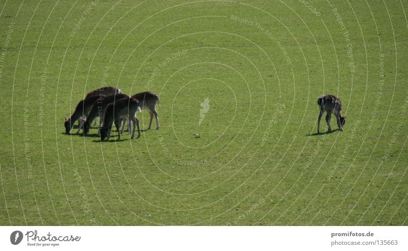 Deer is standing on a meadow at the edge of a group. Photo: Alexander Hauk Animal Wild animal Grass Outsider Roe deer Mammal Might Nature Multiple Separate ways