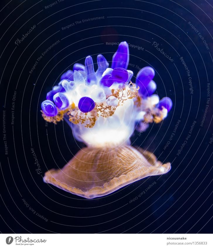 Jellyfish Aquarium 1 Animal Movement Swimming & Bathing Cute Beautiful Brown Violet White Bizarre Exotic Colour Environmental protection Colour photo Close-up