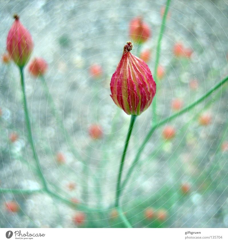 modesty Flower Modest Decent Timidity Red Green Plant Blossom Botany Spring Macro (Extreme close-up) Close-up unobtrusiveness Blossoming