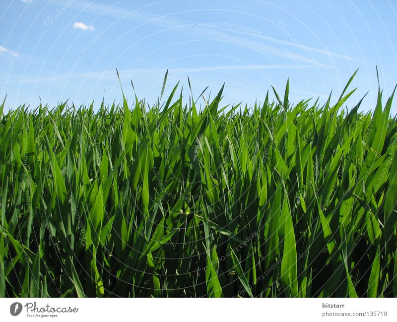 beetle view Green Grass Saxony Summer Field Meadow Clouds Hiking Blue Sky Beautiful weather lithesome Graffiti Contentment Shadow