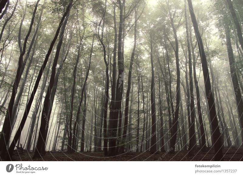 Deciduous forest in hazy light Forest trees Tree Tree trunk Dark Large Tall Gray Beech wood Calm Equal Climate Environmental pollution Environmental protection