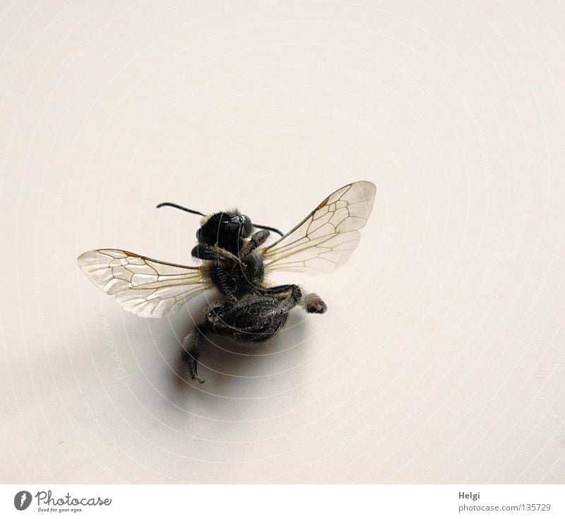 put down.... Bee Honey bee Insect At the back Feeler Delicate Transparent Brown Black Transience Macro (Extreme close-up) Close-up Death Lie Legs Wing To fall