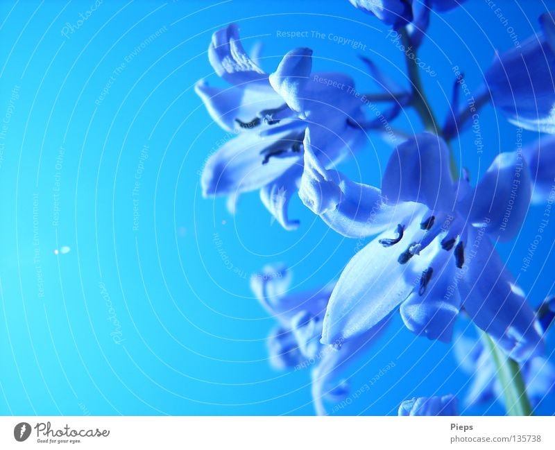 Blue hyacinth flowers Colour photo Exterior shot Detail Copy Space left Day Back-light Joy Calm Garden Nature Plant Sky Cloudless sky Spring Summer Flower