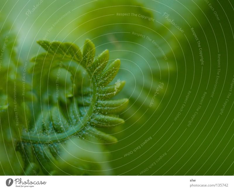 Flora & Fauna Green Fresh Virgin forest Blur Macro (Extreme close-up) Plant Pteridopsida monilophytes Nature