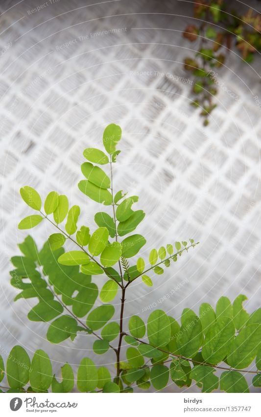 Robinia Balcony Plant Summer Foliage plant High-grade steel Tin Line Growth Esthetic Fresh Positive Green Silver Life Balcony plant Leaf Pattern Branch