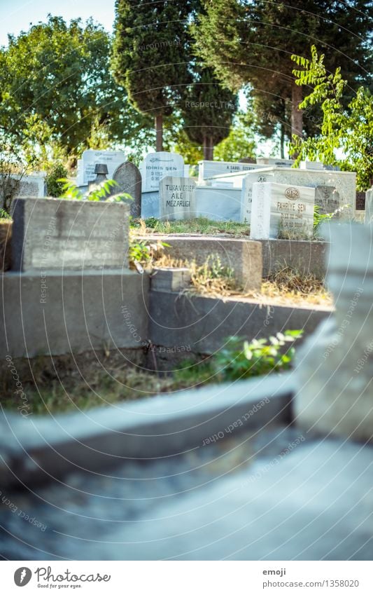 Istanbul Environment Tourist Attraction Cemetery Grave Tomb Tombstone Green Colour photo Exterior shot Deserted Day Shallow depth of field