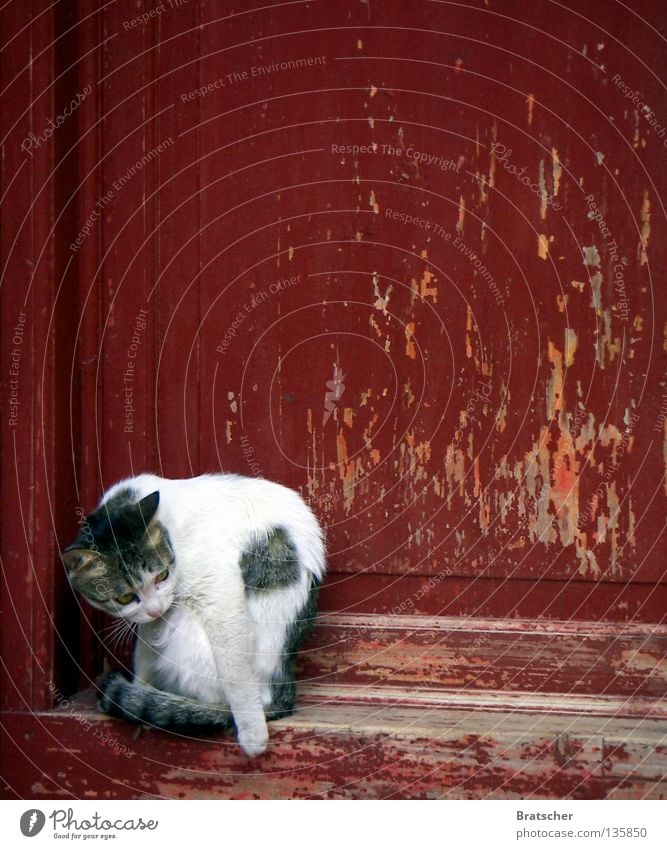 #100: Temple cat Cat Jubilee China Tibet Red Boredom Mammal Autumn reincarnation Door Dalai Lama cat photo