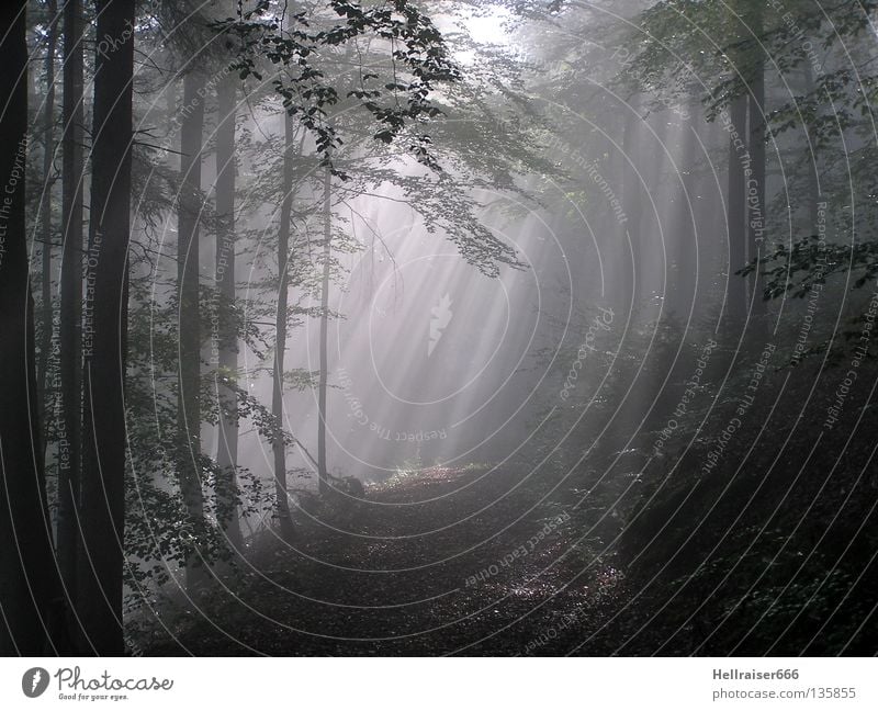 forest path Footpath Forest Clearing Dark Shaft of light Autumn Lanes & trails Way in the forest solar irradiation