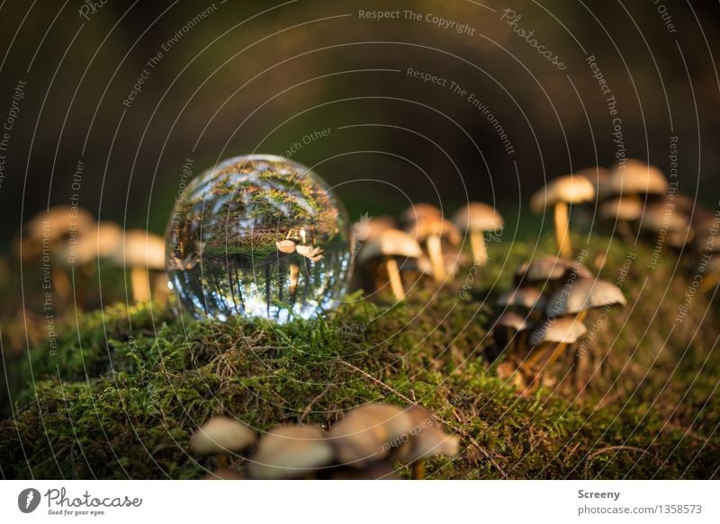 Worlds #13 Nature Landscape Plant Autumn Beautiful weather Moss Forest Glass ball Crystal ball Illuminate Serene Calm Idyll Mushroom Colour photo Exterior shot