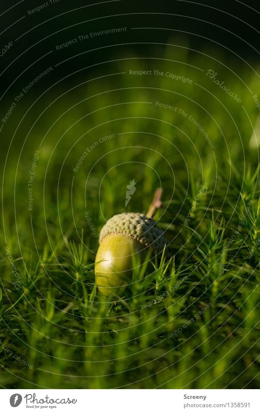 Cinderella's last wish... Nature Plant Autumn Beautiful weather Moss Acorn Forest Small Green Colour photo Exterior shot Macro (Extreme close-up) Deserted Day