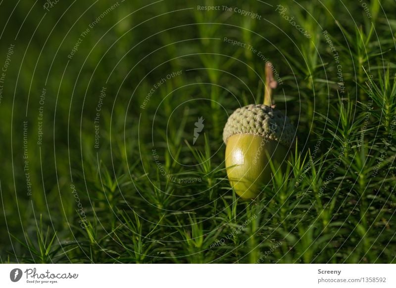 Delicately bedded... Nature Plant Autumn Beautiful weather Moss Acorn Forest Small Green Colour photo Macro (Extreme close-up) Deserted Day