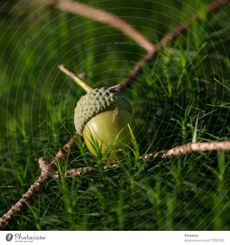 Aufgabeln Nature Plant Autumn Beautiful weather Moss Forest Small Brown Green Acorn Colour photo Macro (Extreme close-up) Deserted Day Shallow depth of field