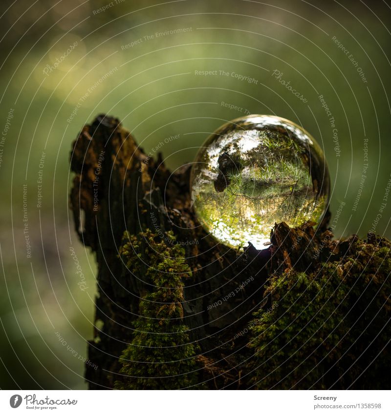 Worlds #16 Nature Landscape Plant Sun Sunlight Summer Autumn Beautiful weather Moss Tree stump Forest Crystal ball Glass ball Illuminate Small Round Serene Calm