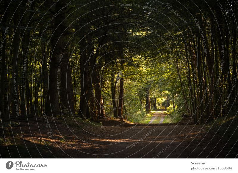 Long way... Trip Hiking Nature Landscape Plant Summer Tree Bushes Forest Green Serene Patient Calm Lanes & trails Colour photo Exterior shot Deserted Day Light